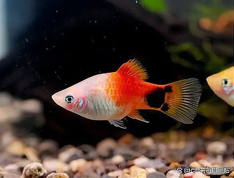米奇魚和三色牡丹魚的區別，有一種魚比孔雀魚還好養,新手養魚就選它