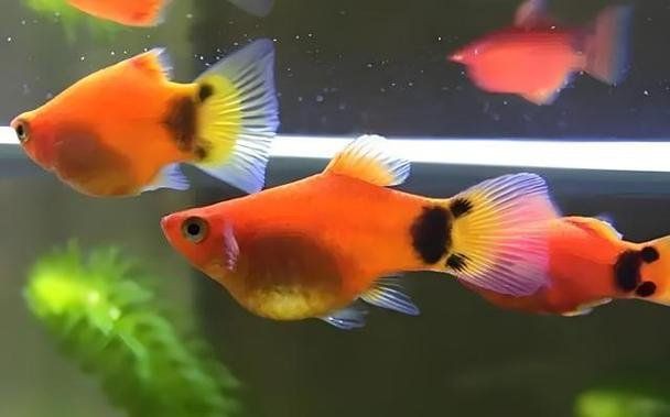 米奇魚和三色牡丹魚的區別，有一種魚比孔雀魚還好養,新手養魚就選它