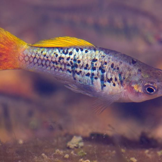 米奇魚和三色牡丹魚的區別，有一種魚比孔雀魚還好養,新手養魚就選它