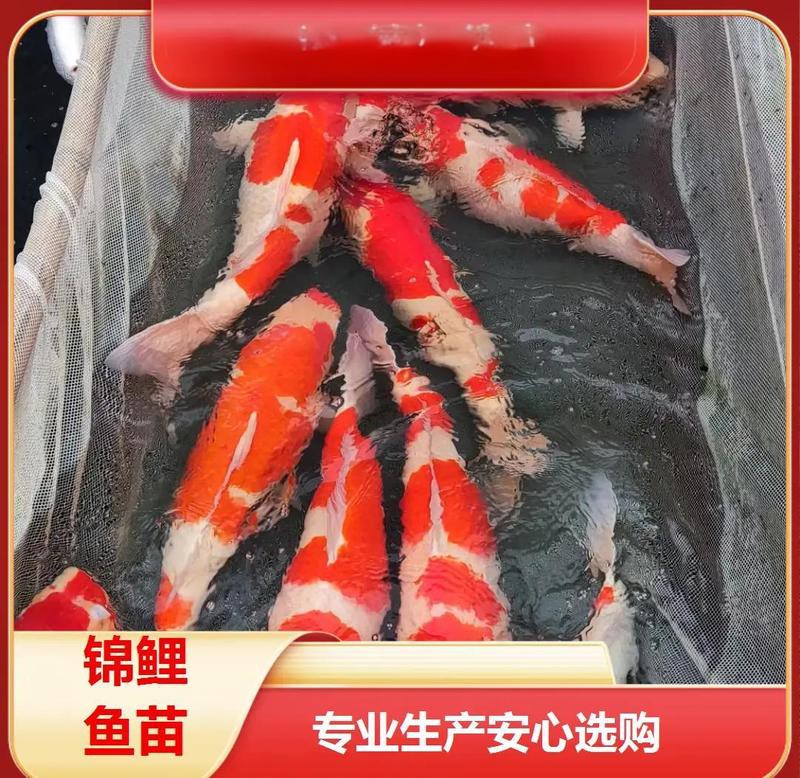 浦城水族店，浦城水族店有哪些特色產(chǎn)品