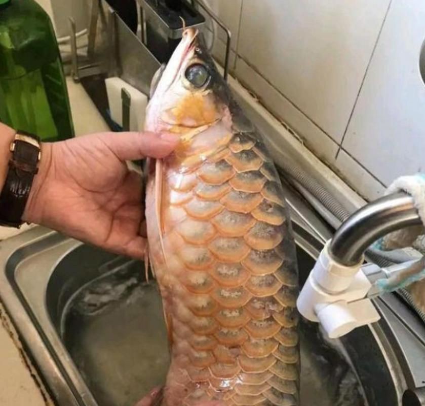 提供幾張龍魚爛鰭的圖片，龍魚爛鰭是什么原因