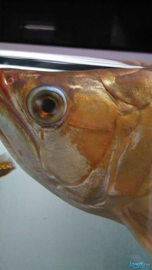 提供幾張龍魚爛鰭的圖片，龍魚爛鰭是什么原因