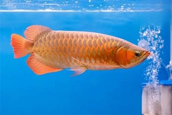 提供幾張龍魚爛鰭的圖片，龍魚爛鰭是什么原因