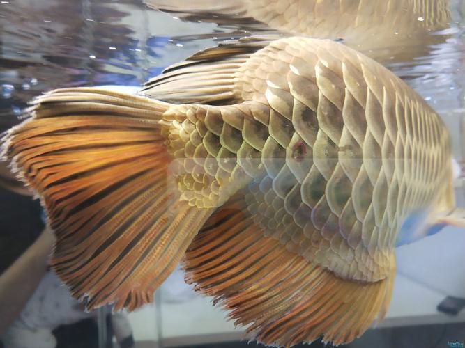 提供幾張龍魚爛鰭的圖片，龍魚爛鰭是什么原因