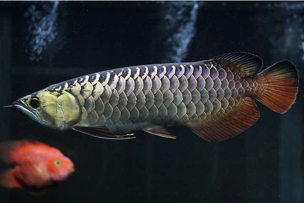 如何區(qū)分龍魚眼白膜的類型？，龍魚眼白膜如何區(qū)分