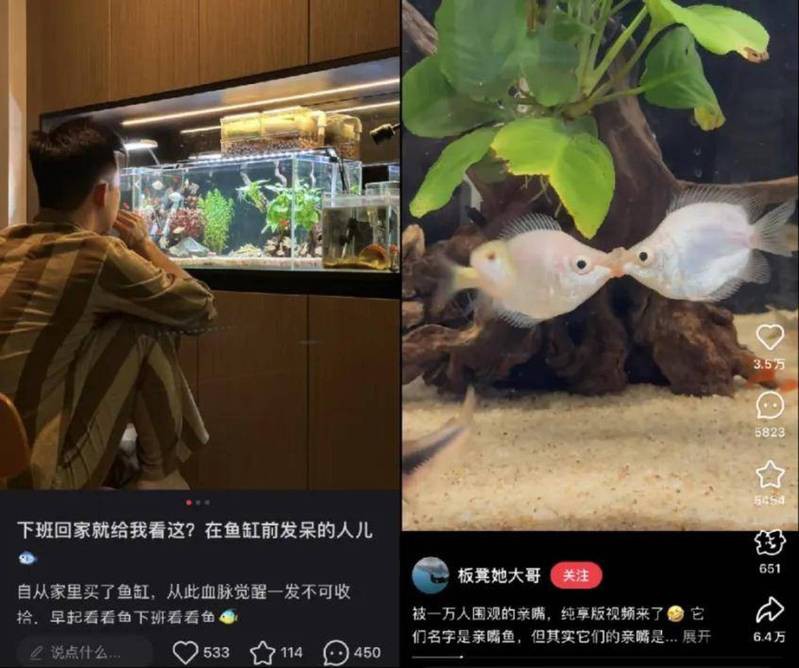 泰寧水族店，大唐有余水族旗艦店泰寧水族店有哪些特色產(chǎn)品