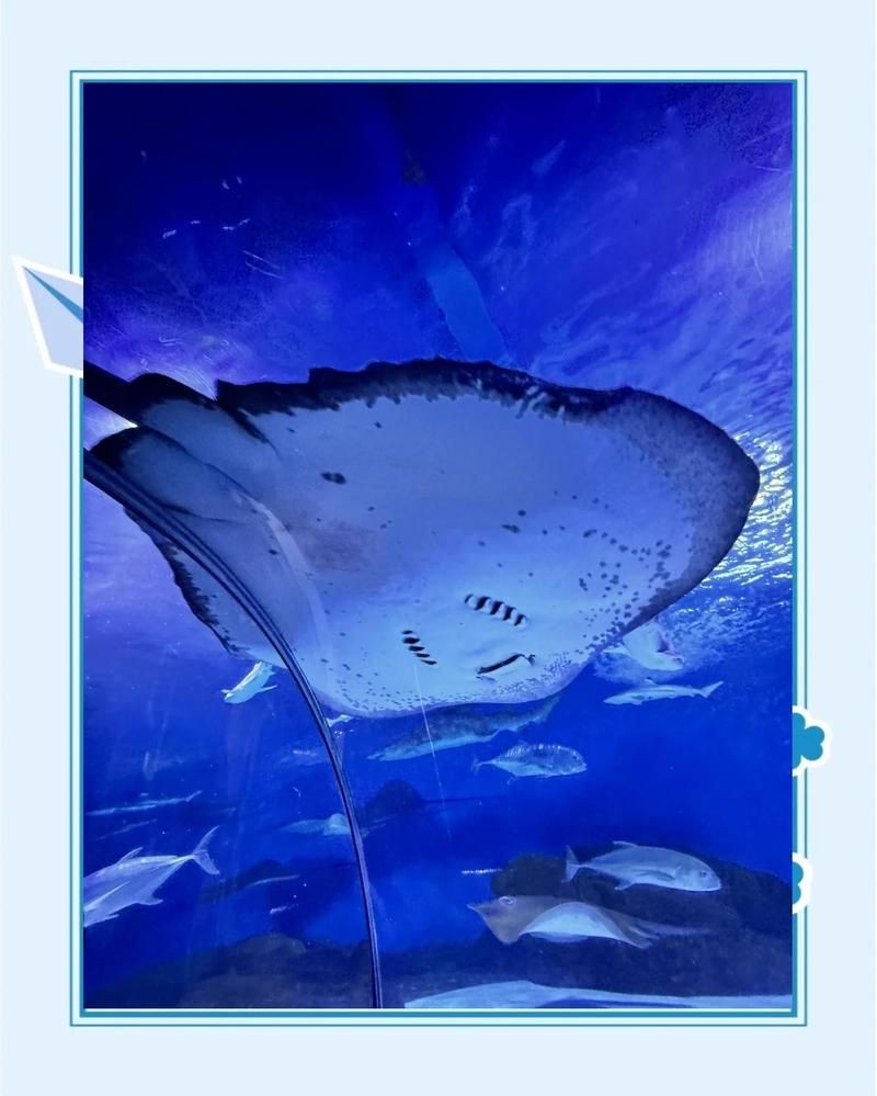海洋公園里有什么水族館，世界上最大的十個(gè)水族館,你去過(guò)幾個(gè),非凡科普 海洋公園里有什么水族館，世界上最大的十個(gè)水族館,你去過(guò)幾個(gè),非凡科普 龍魚(yú)論壇 第13張