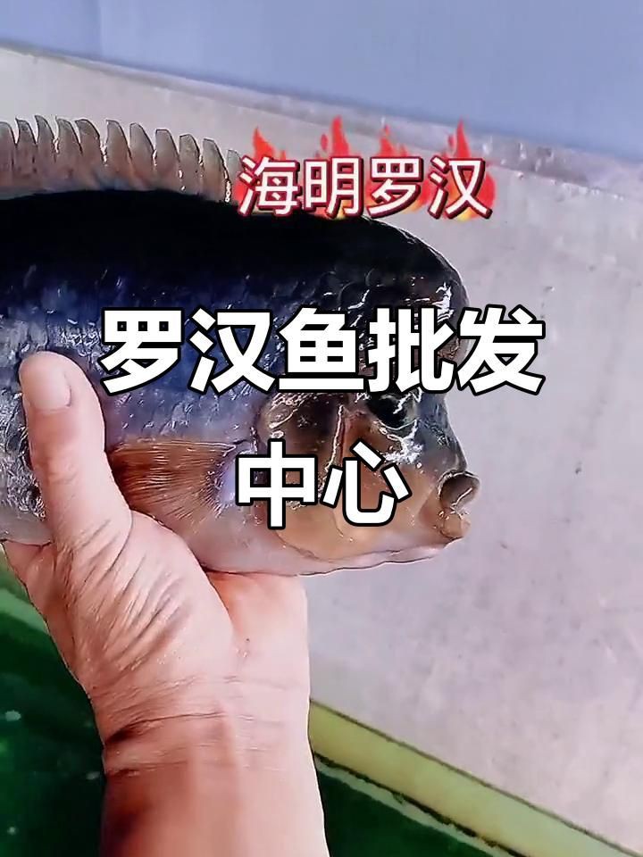 羅漢魚批發，泰國羅漢魚漁場直銷，精品泰古羅漢魚批發