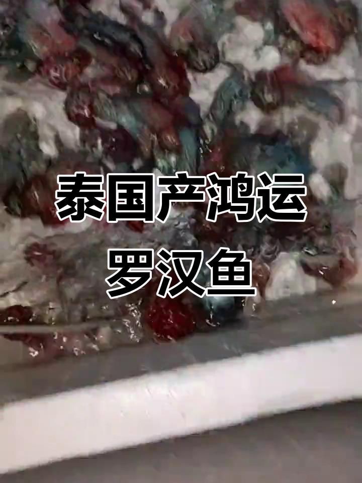 羅漢魚批發，泰國羅漢魚漁場直銷，精品泰古羅漢魚批發