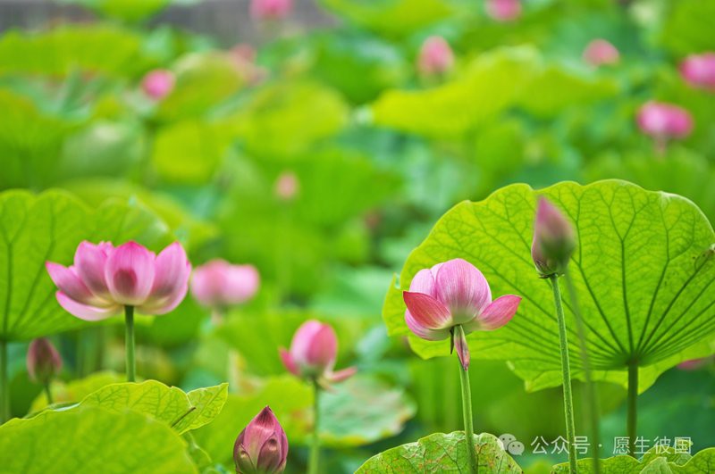 佛說不吃魚的人，《眾用佛說不吃魚的群》