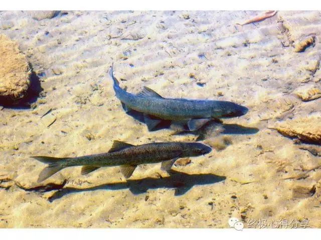 佛說不吃魚的人，《眾用佛說不吃魚的群》
