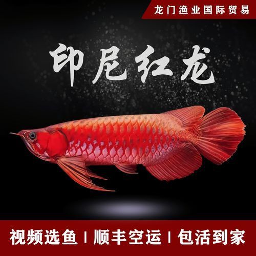 紅龍魚苗的挑選圖解，紅龍魚苗如何挑選優質紅龍魚苗全面特征解析書蟲小米紅龍魚苗
