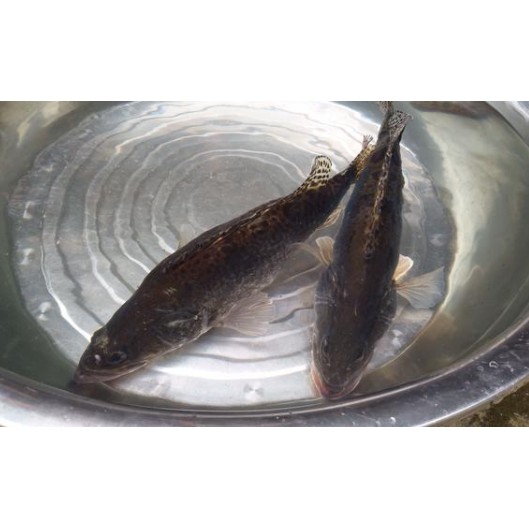 羅江龍魚店，羅江龍魚店地址在哪里