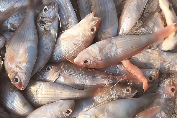 玫瑰魚價格多少錢一斤，玫瑰魚價格因品種、用途及銷售渠道差異大