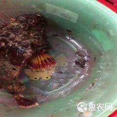玫瑰魚價格多少錢一斤，玫瑰魚價格因品種、用途及銷售渠道差異大