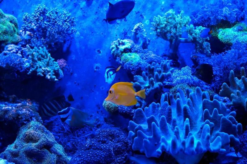 秦淮水族店，南京市秦淮區(qū)水族店