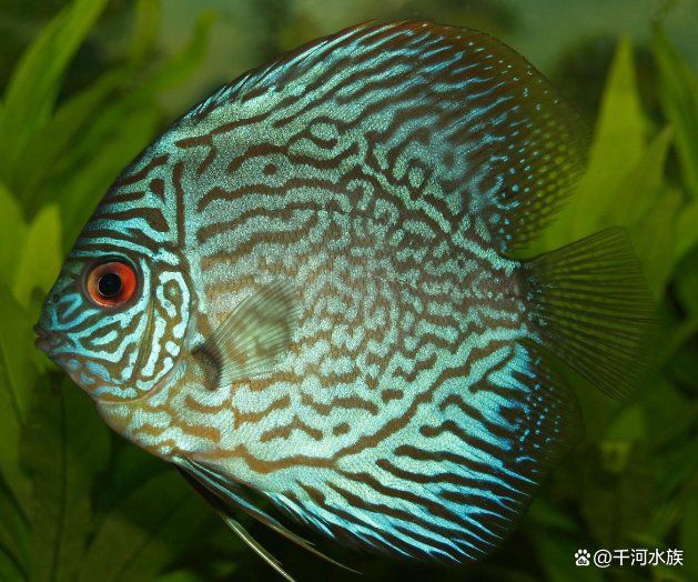 紅龍魚算什么級別的魚，作為風水魚之王,紅龍魚到底要怎么飼養(yǎng)才能出狀態(tài)