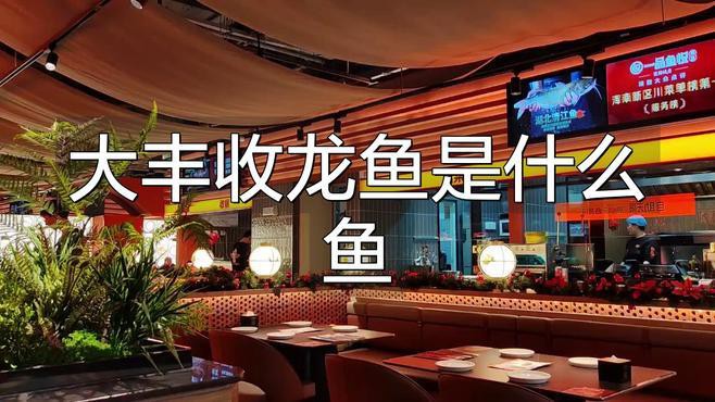 如何區(qū)分大豐收龍魚和觀賞龍魚？，大豐收龍魚與觀賞龍魚這一核心問題