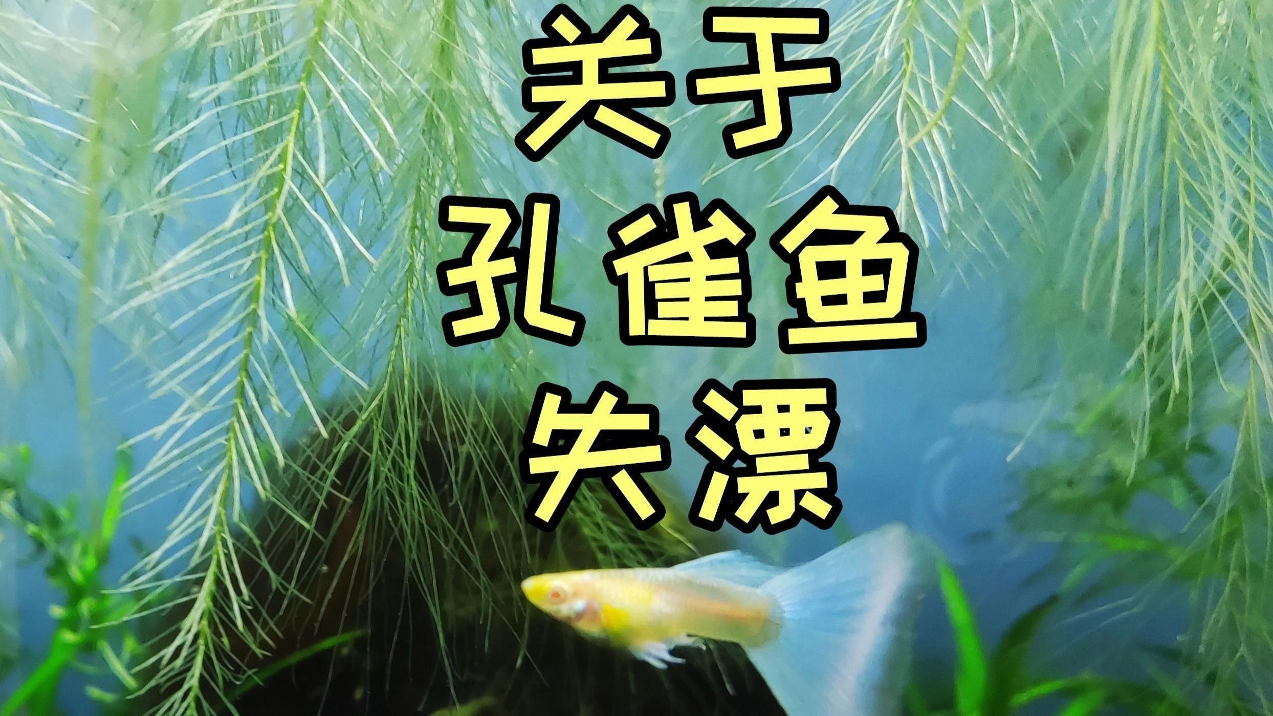 有哪些魚類容易患失鰾癥？，失鰾癥的原因、治療以及預防方法