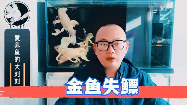 有哪些魚類容易患失鰾癥？，失鰾癥的原因、治療以及預防方法