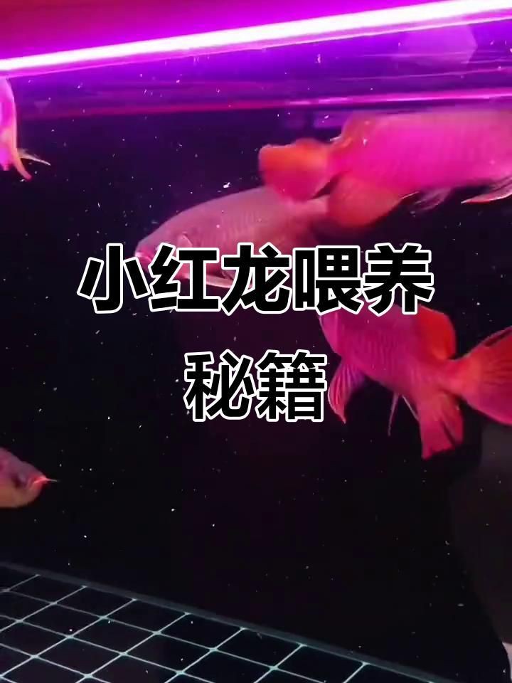 紅龍魚日常飲食指南，《紅龍魚日常飲食指南》