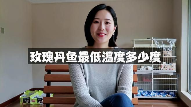 玫瑰丹魚最低溫度多少度，新手宿舍養(yǎng)魚指南:玫瑰丹魚最低溫度多少度