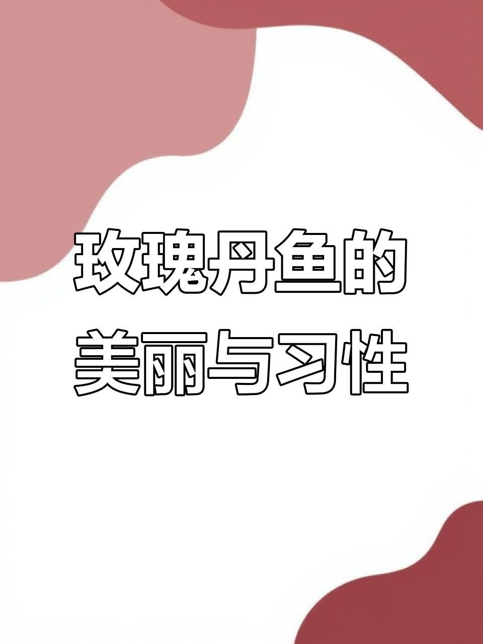 玫瑰丹魚最低溫度多少度，新手宿舍養魚指南:玫瑰丹魚最低溫度多少度