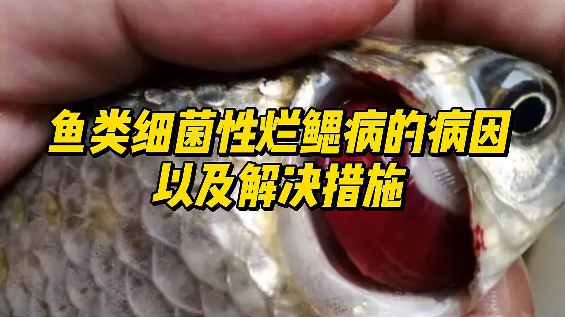 如何治療龍魚爛鰓病？，魚鰓爛了最怕三個藥農技專家魚爛鰓最怕三個藥農技專家