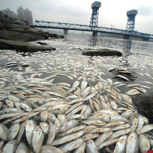 紅龍魚養殖中常見的污染源有哪些？，紅龍魚養殖中常見的污染源