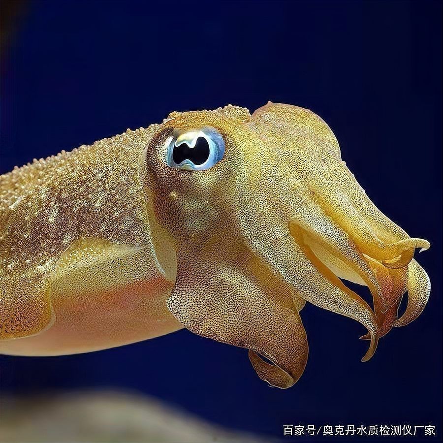 紅龍魚養殖中常見的污染源有哪些？，紅龍魚養殖中常見的污染源