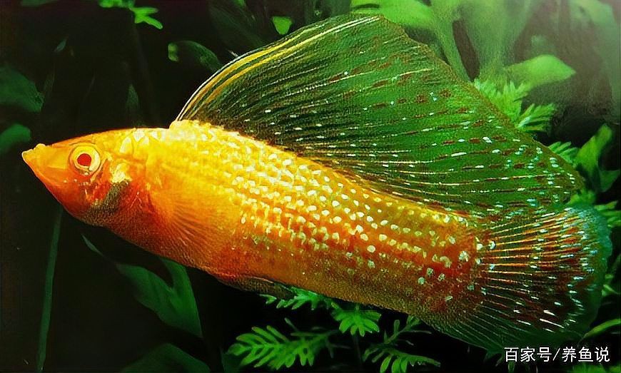瑪麗魚最貴三個品種,養(yǎng)魚說瑪麗泰獅最貴三個顏色