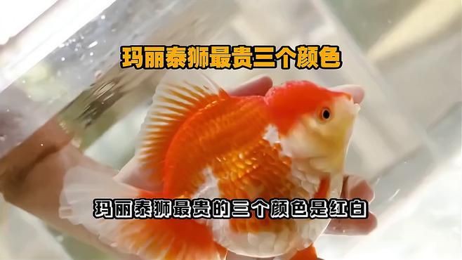 瑪麗魚最貴三個品種,養(yǎng)魚說瑪麗泰獅最貴三個顏色