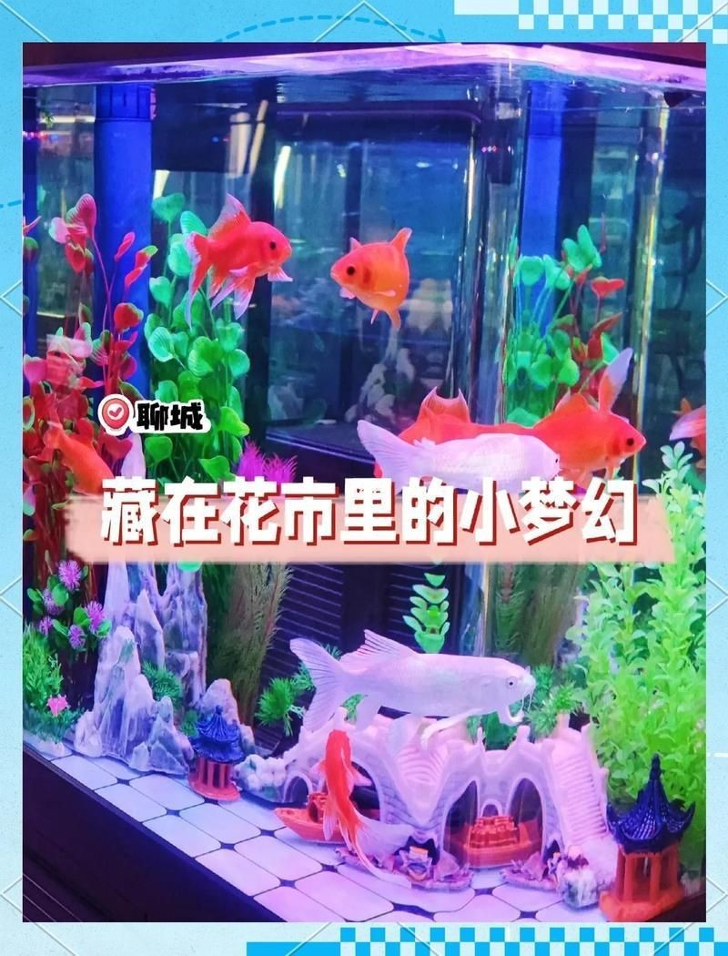 聊城魚缸店，聊城主要魚缸店的綜合介紹與分析