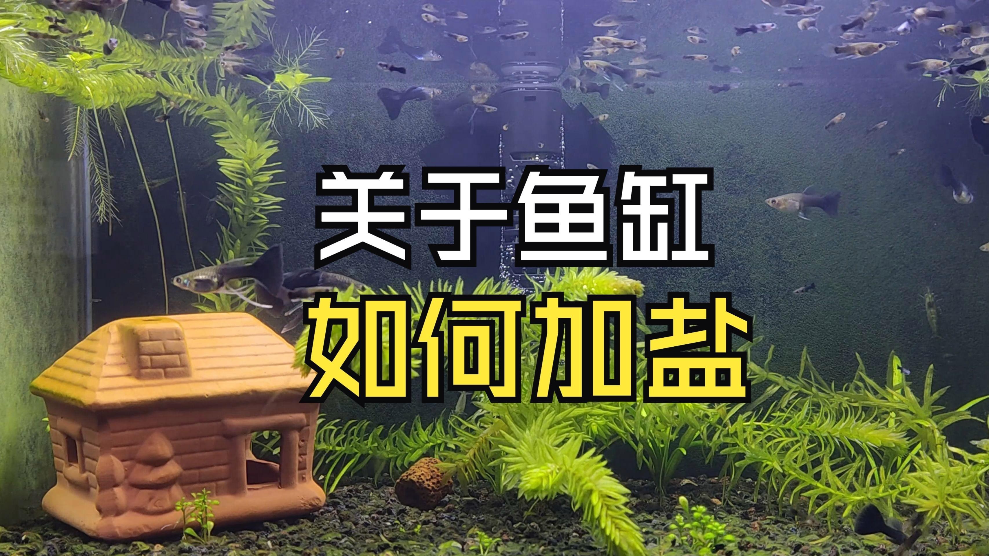 養金魚多久放一次鹽，金魚飼養中鹽的使用