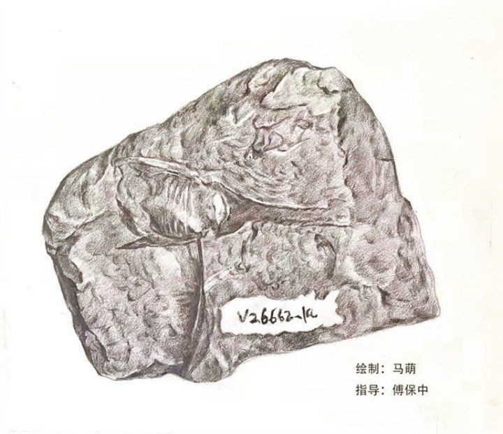 海王魚是什么魚，世界上最長的硬骨魚——海王星石斑魚