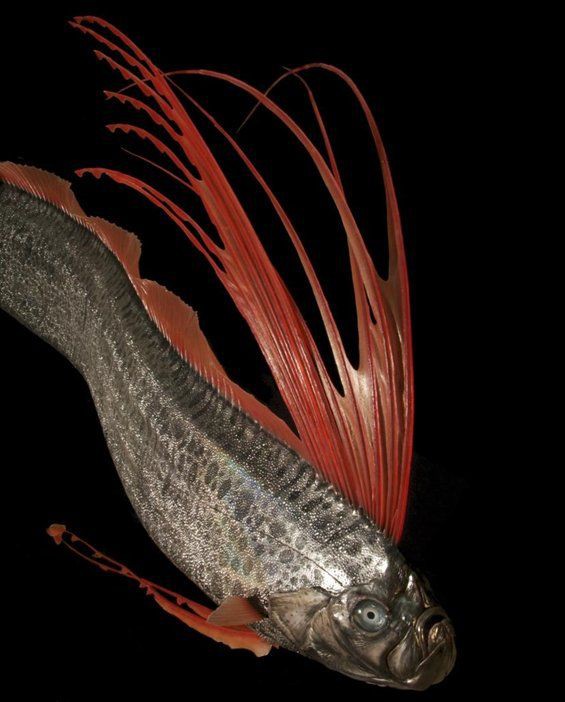 海王魚是什么魚，世界上最長的硬骨魚——海王星石斑魚