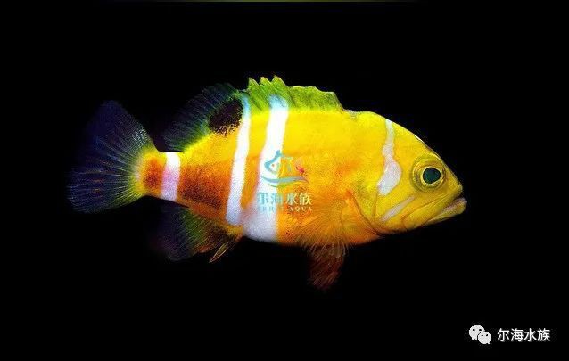 海王魚是什么魚，世界上最長的硬骨魚——海王星石斑魚