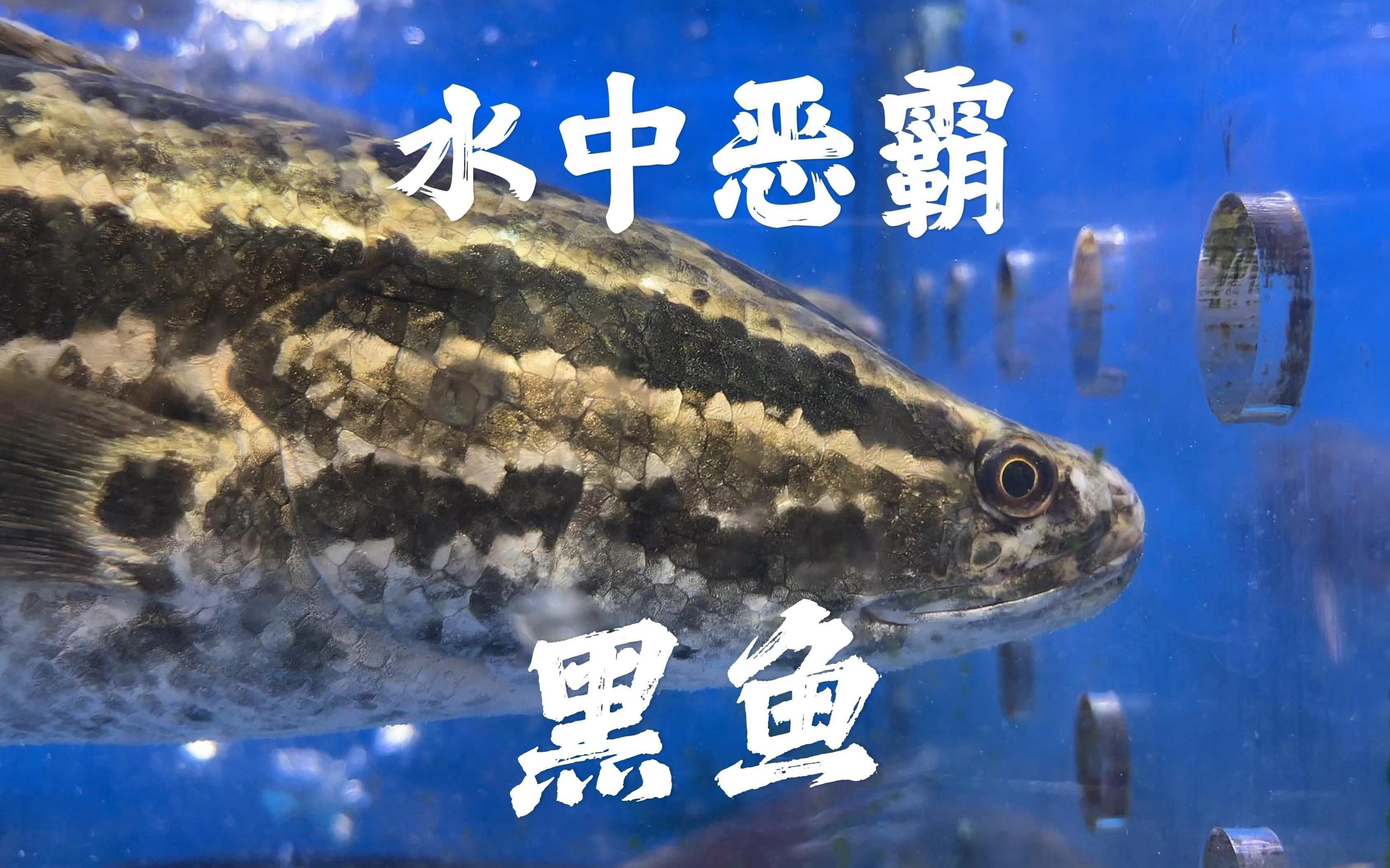 雷龍魚和黑魚的區別，雷龍魚與黑魚的區別