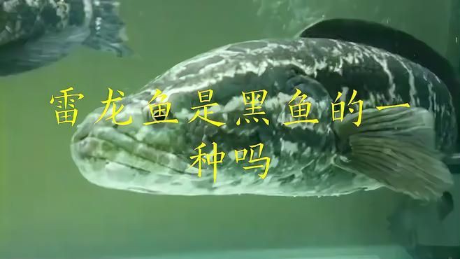 雷龍魚和黑魚的區別，雷龍魚與黑魚的區別