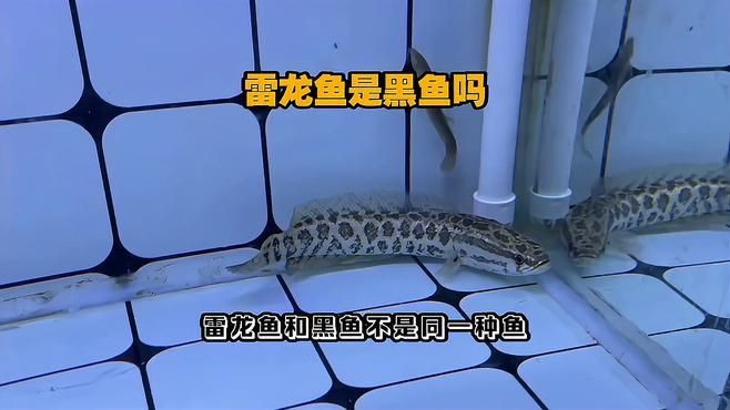 雷龍魚和黑魚的區別，雷龍魚與黑魚的區別