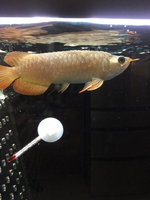 給我幾張龍魚立鱗病的圖片，養魚小藝，龍魚立鱗病的癥狀及防治方法