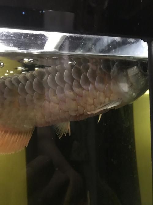 給我幾張龍魚立鱗病的圖片，養魚小藝，龍魚立鱗病的癥狀及防治方法