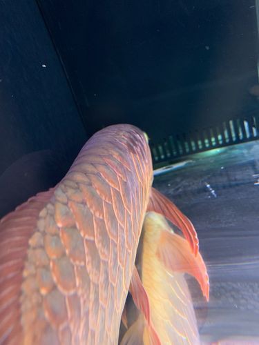 給我幾張龍魚立鱗病的圖片，養魚小藝，龍魚立鱗病的癥狀及防治方法