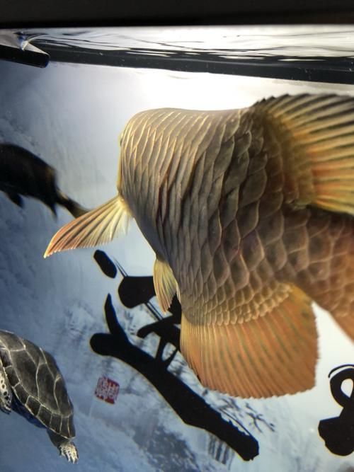 給我幾張龍魚立鱗病的圖片，養魚小藝，龍魚立鱗病的癥狀及防治方法