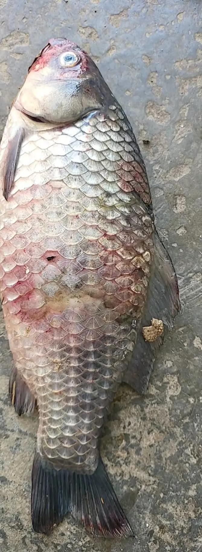 給我幾張龍魚立鱗病的圖片，養魚小藝，龍魚立鱗病的癥狀及防治方法