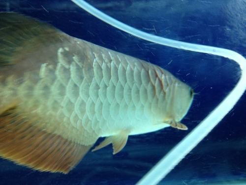 給我幾張龍魚立鱗病的圖片，養魚小藝，龍魚立鱗病的癥狀及防治方法