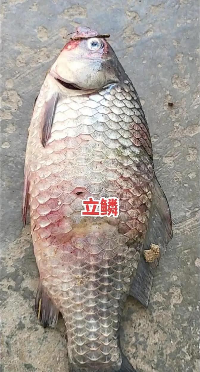 給我幾張龍魚立鱗病的圖片，養魚小藝，龍魚立鱗病的癥狀及防治方法