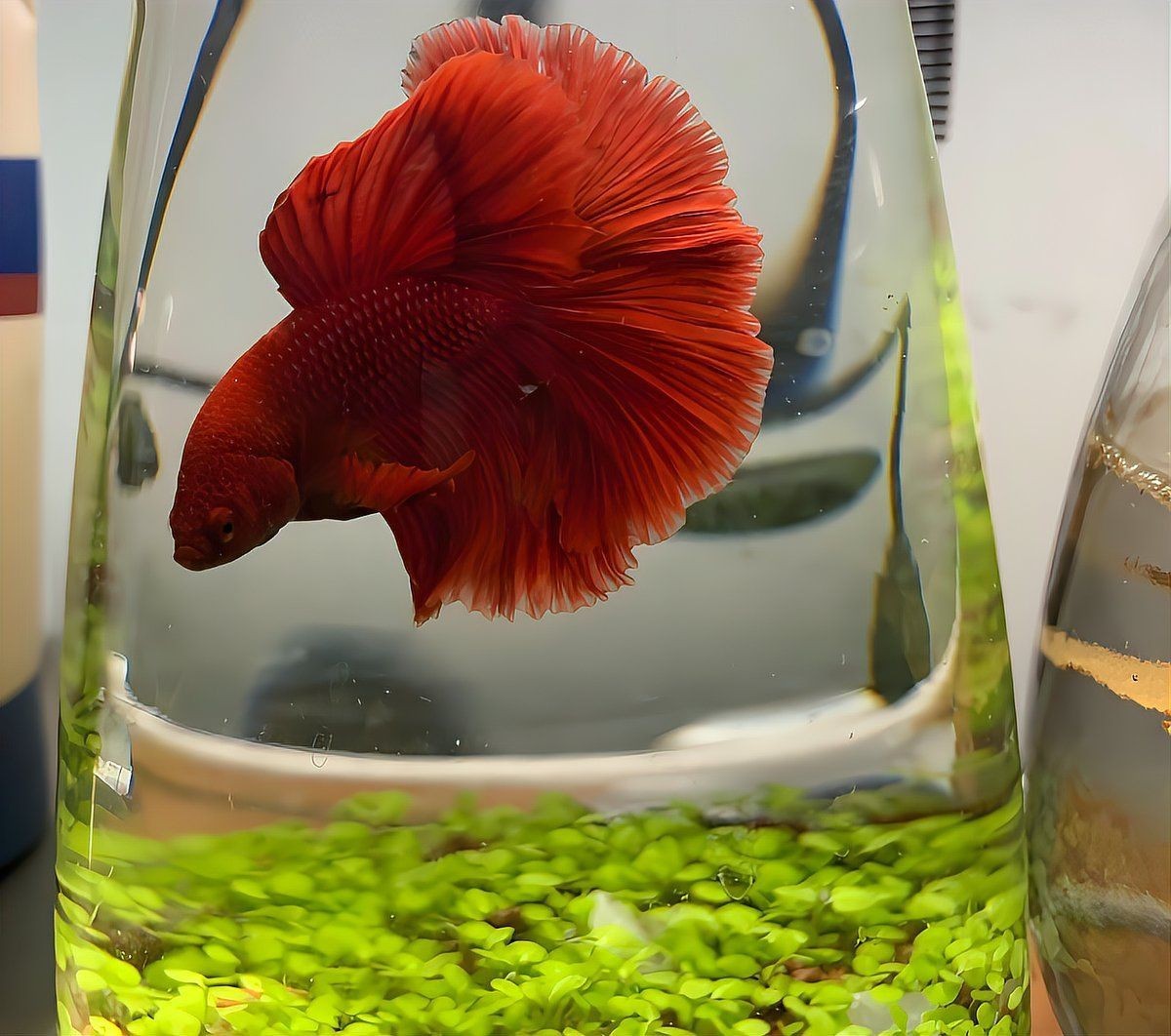 果洛藏族自治州魚缸定做，果洛藏族自治州的魚缸定做服務正逐漸興起