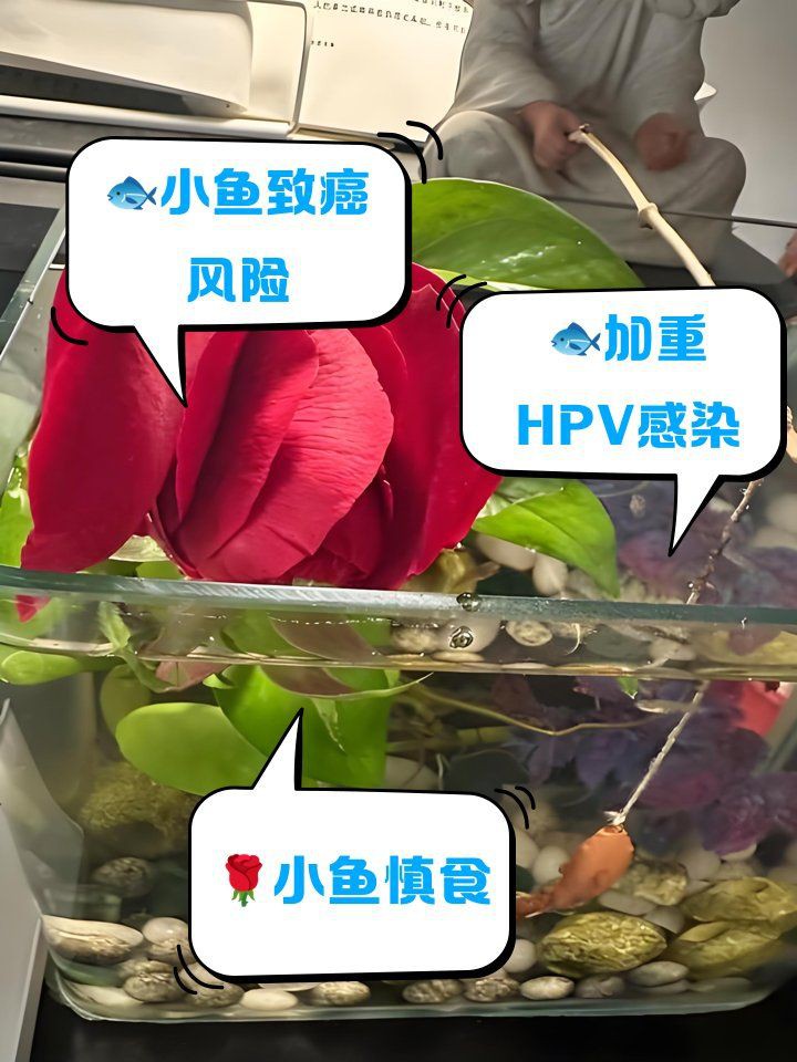 玫瑰魚為何要盡量少吃，玫瑰小魚最忌三種東西