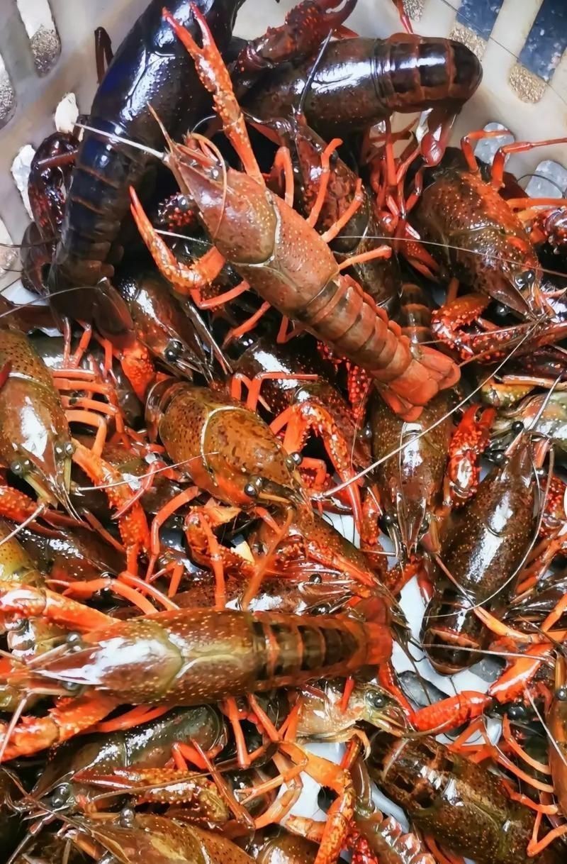有沒有更多種類的龍蝦圖片？，全球多種大龍蝦品種介紹